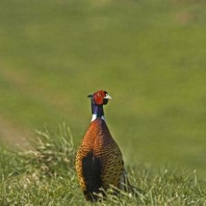 Cock Pheasant  1