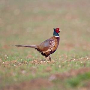 Cock Pheasant 3.