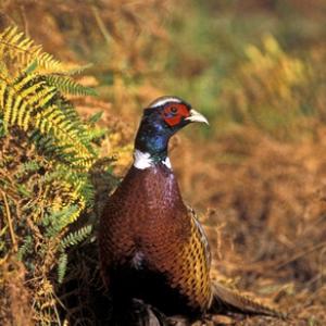 Cock Pheasant DM0506
