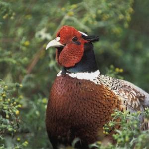 Cock Pheasant DM0508