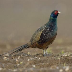 Cock Pheasant  9