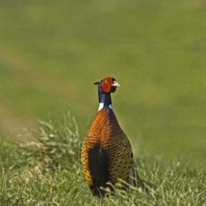Cock Pheasant DM0522