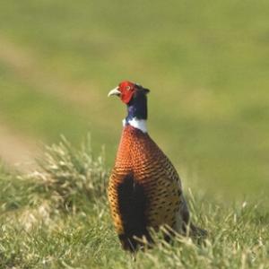 Cock Pheasant DM0524