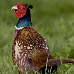 Cock Pheasant DM0525