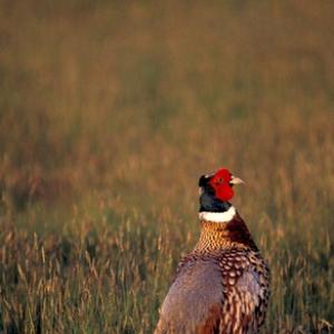 Cock Pheasant DM0532
