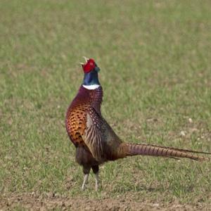 Cock Pheasant DM0984