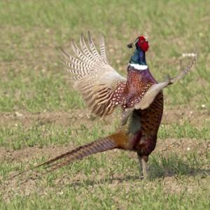 Cock Pheasant DM0985