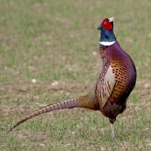 Cock Pheasant DM0986
