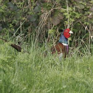 Cock Pheasant DM0987