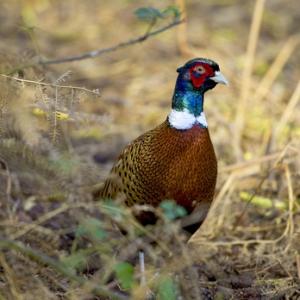Cock Pheasant DM1418