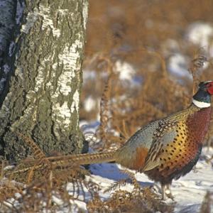 Cock Pheasant in the Snow 4