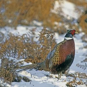 Cock Pheasant in the Snow 1