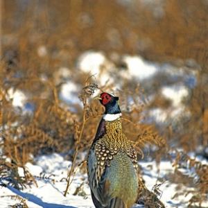 Cock Pheasant in the Snow 2