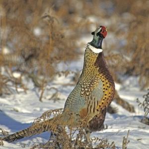 Pheasants