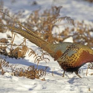 Cock Pheasant in the Snow 5