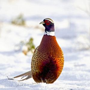 Cock Pheasant in the Snow DM1419