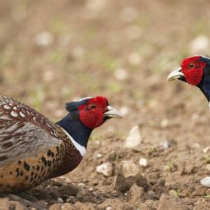 Cock Pheasants Fighting DM0509