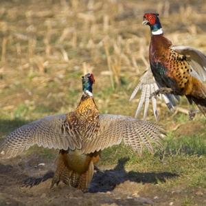 Cock Pheasants Fighting DM0980