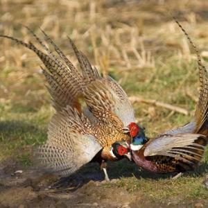 Cock Pheasants Fighting DM0981