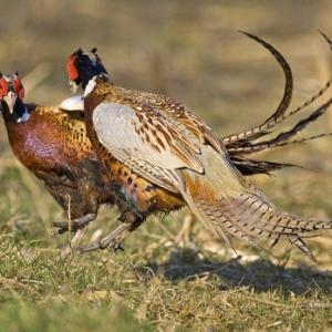 Cock Pheasants Fighting DM0982