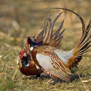 Cock Pheasants Fighting DM0983