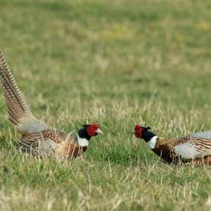 Cock Pheasants Fighting DM1629