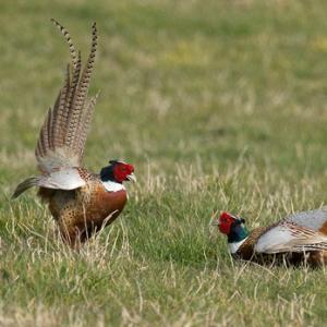 Cock Pheasants Fighting DM1630