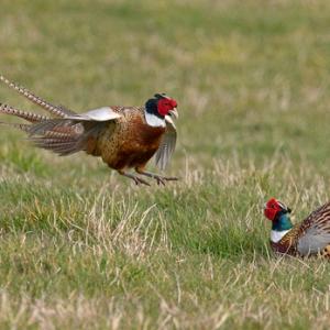 Cock Pheasants Fighting DM1631
