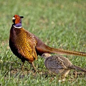 Cock and Hen Pheasant DM0530