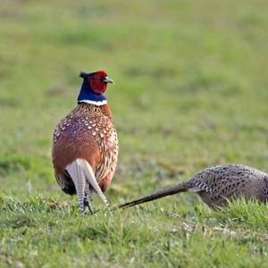 Cock and Hen Pheasants