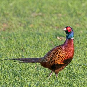 CockPheasant  DM1607