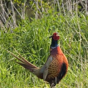 Crowing  Pheasant