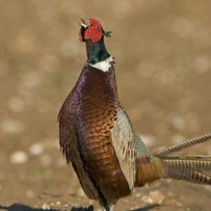 Crowing Pheasant 2
