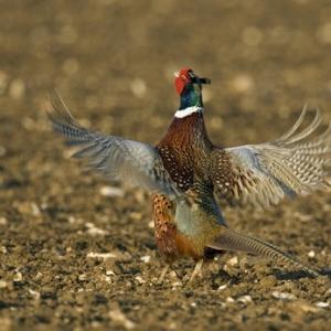 Crowing Pheasant DM0488