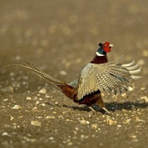 Crowing Pheasant DM0496