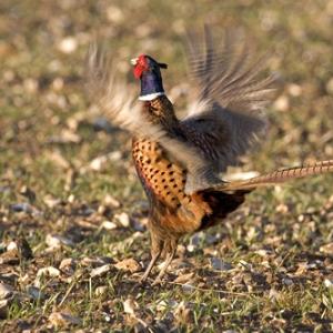 Crowing Pheasant