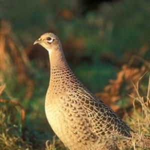 Hen Pheasant DM1473