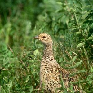 Hen Pheasant DM1474