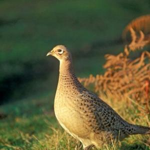 Hen Pheasant DM1475