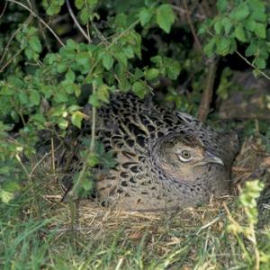 Hen Pheasant on a Nest DM0544