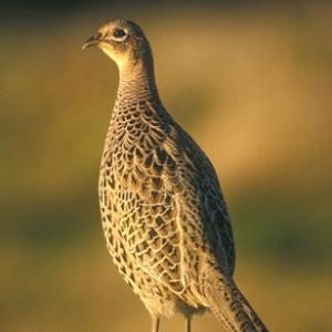 Hen Pheasant on a Post DM1476
