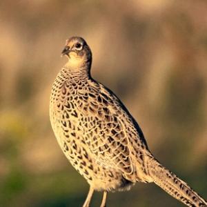 Hen Pheasant on a Post DM1477