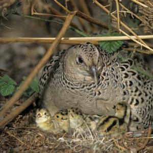 Hen Pheasant with Chicks DM0197