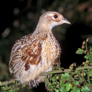 Pheasant Poult 9 weeks Roasting DM0513