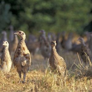 Pheasant Poults 9 Weeks Old  DM0514