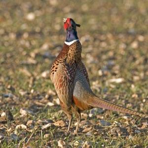 Pheasants Crowing