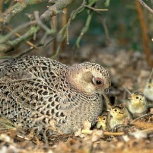 pheasant with chicks DMO549