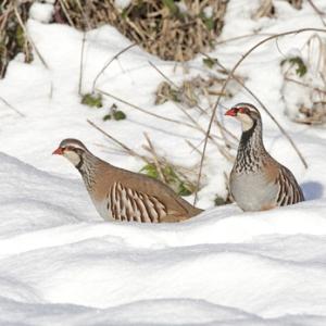 Pair Red-legged Partridges in the Snow 1