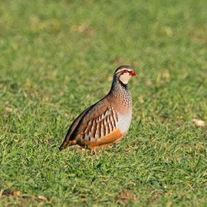 Red-leg Partridge  DM1621