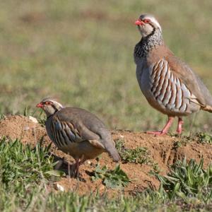 Red-leg Partridge  DM1632